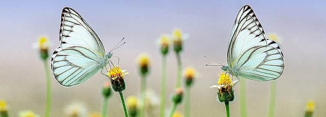 Animal Butterfly Insect Macro Spring Nature