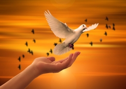 assemblea ordinaria 2022 tema verso la pace - immagine colomba di pace